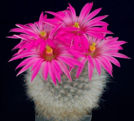 Mammillaria_guelzowiana_1